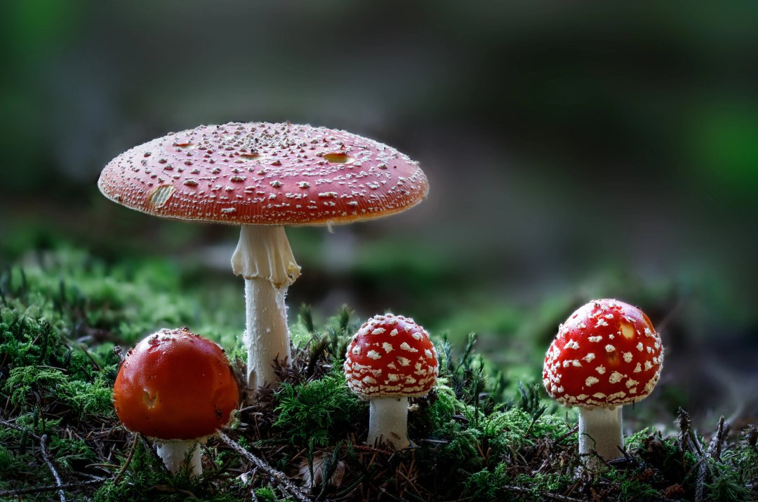 amanita muscaria mushrooms