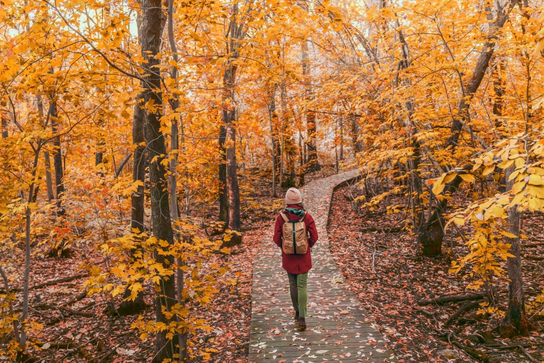 woman traversing through the woods during fall