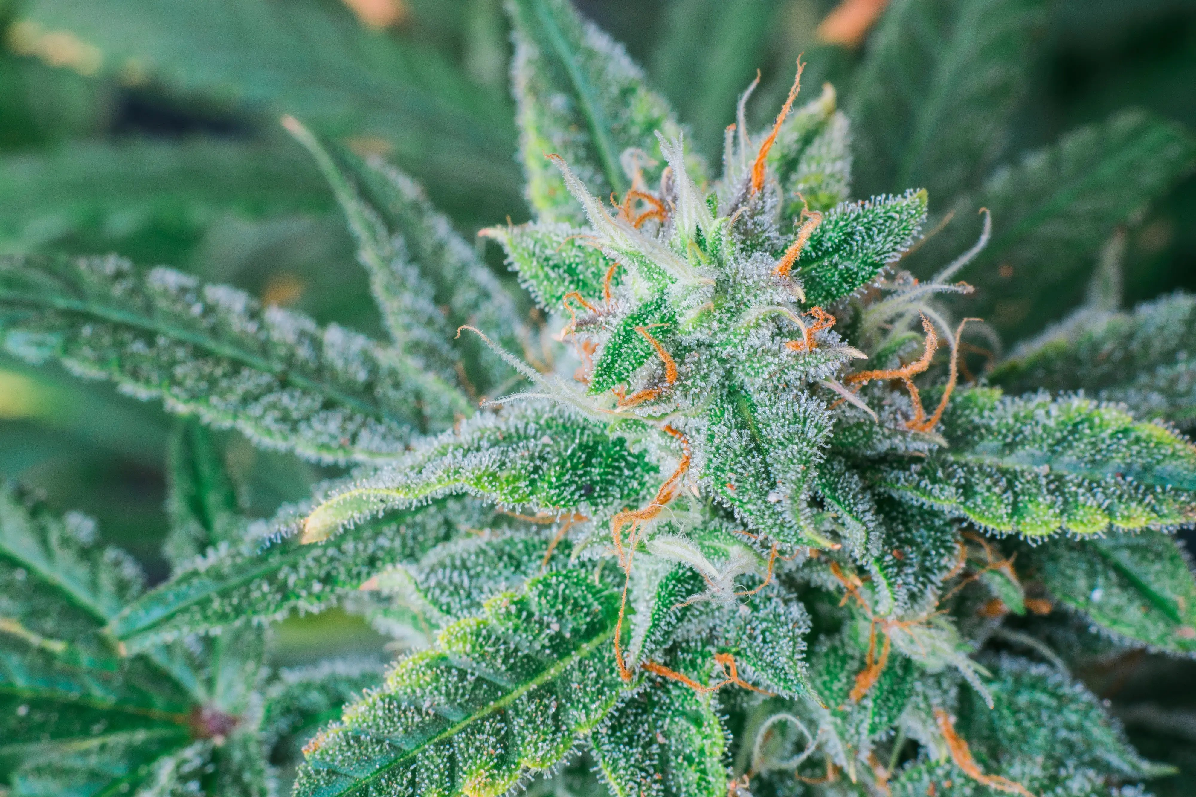 Strain Spotlight: Blue Dream