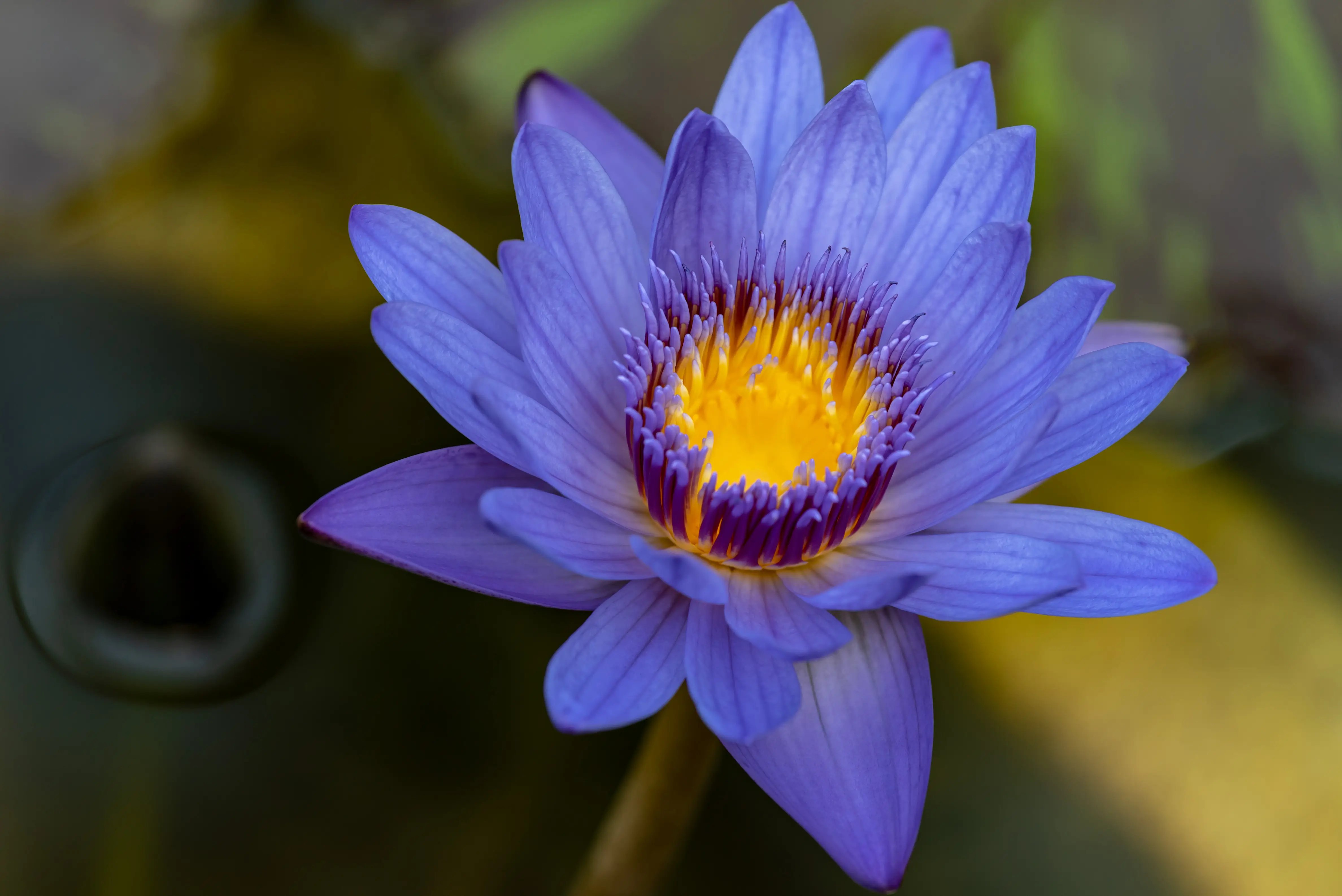 What is Blue Lotus Flower?