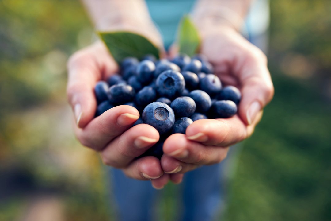 womans hands holding a bunch of blueberries