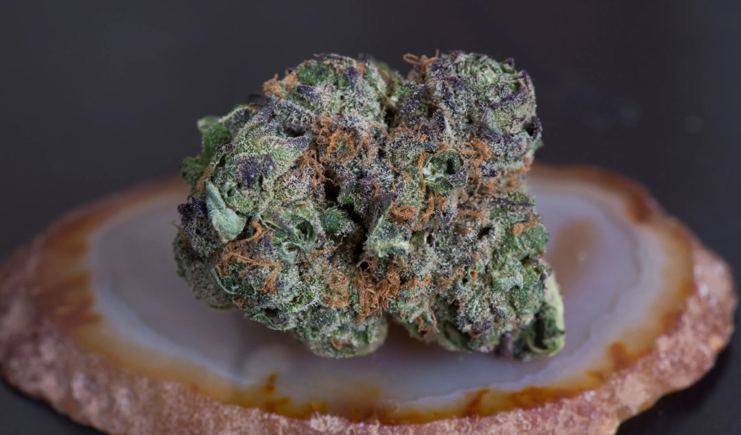 macro of a cannabis bud