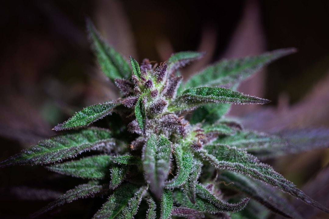 cannabis flower plant