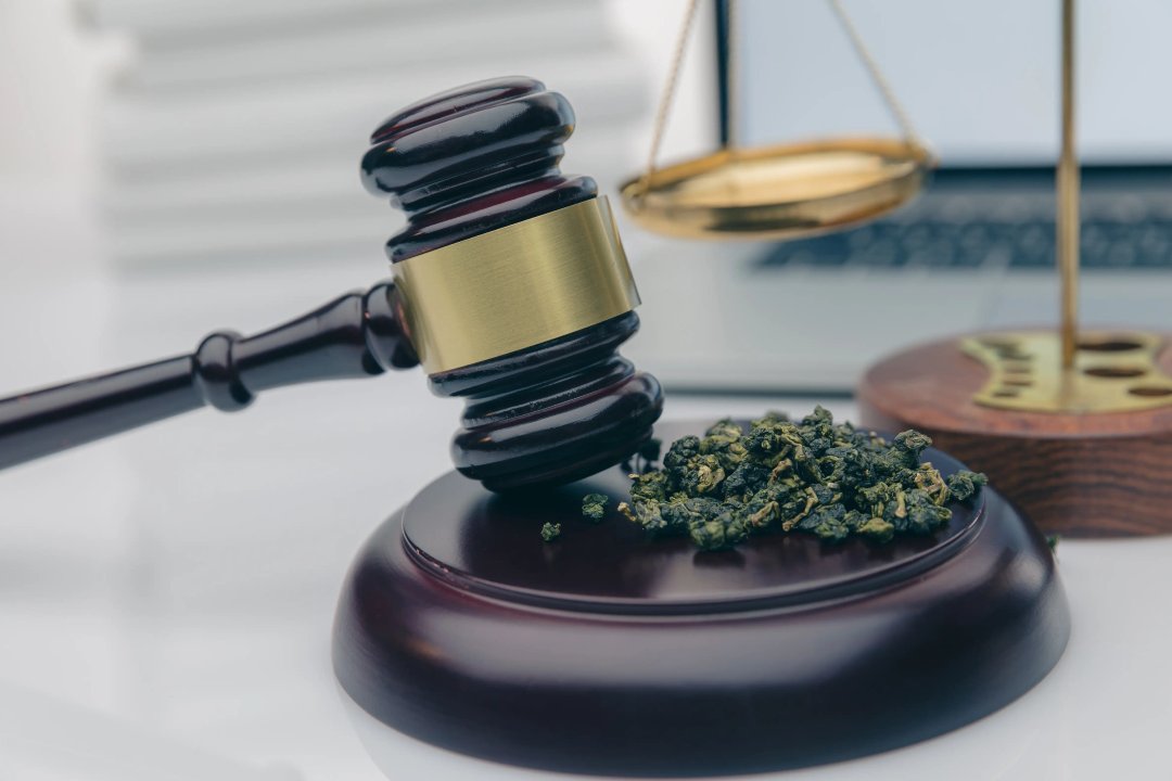 judge gavel and cannabis buds