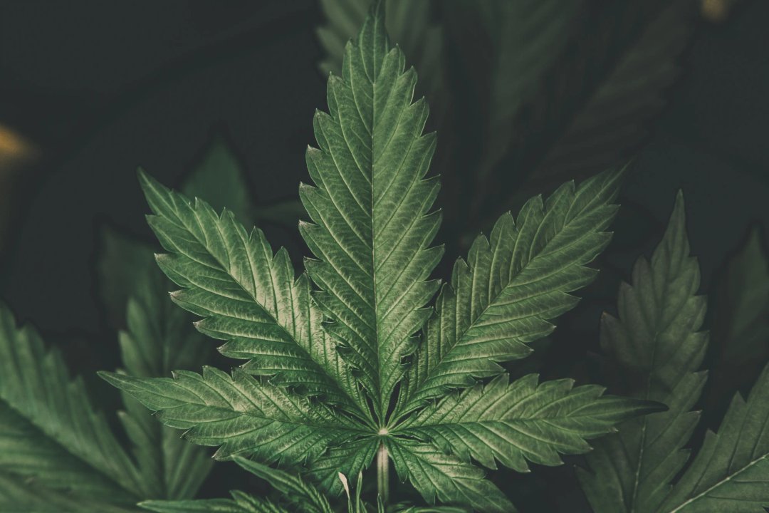 cannabis leaf