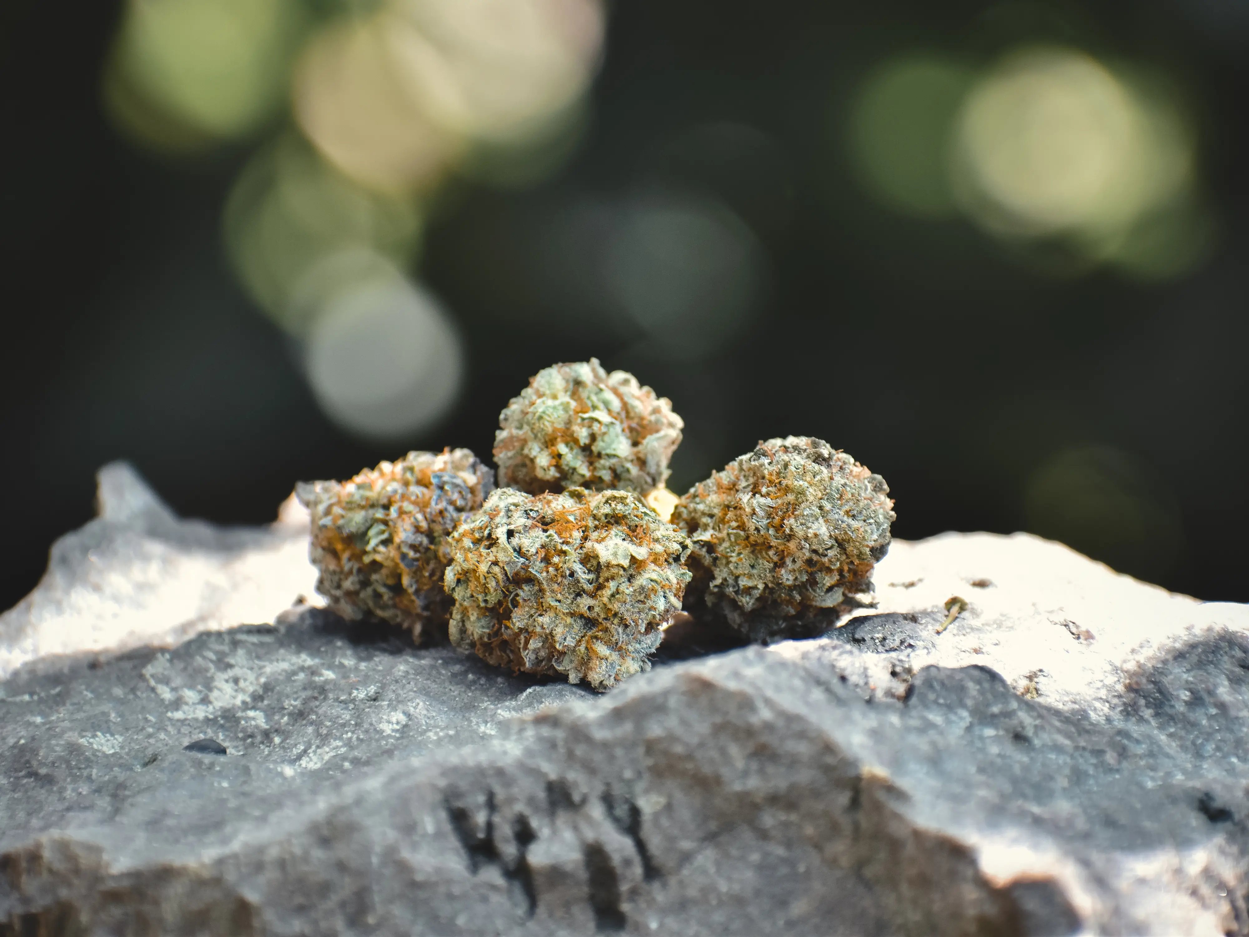 THCA vs. THC: Which is Stronger?