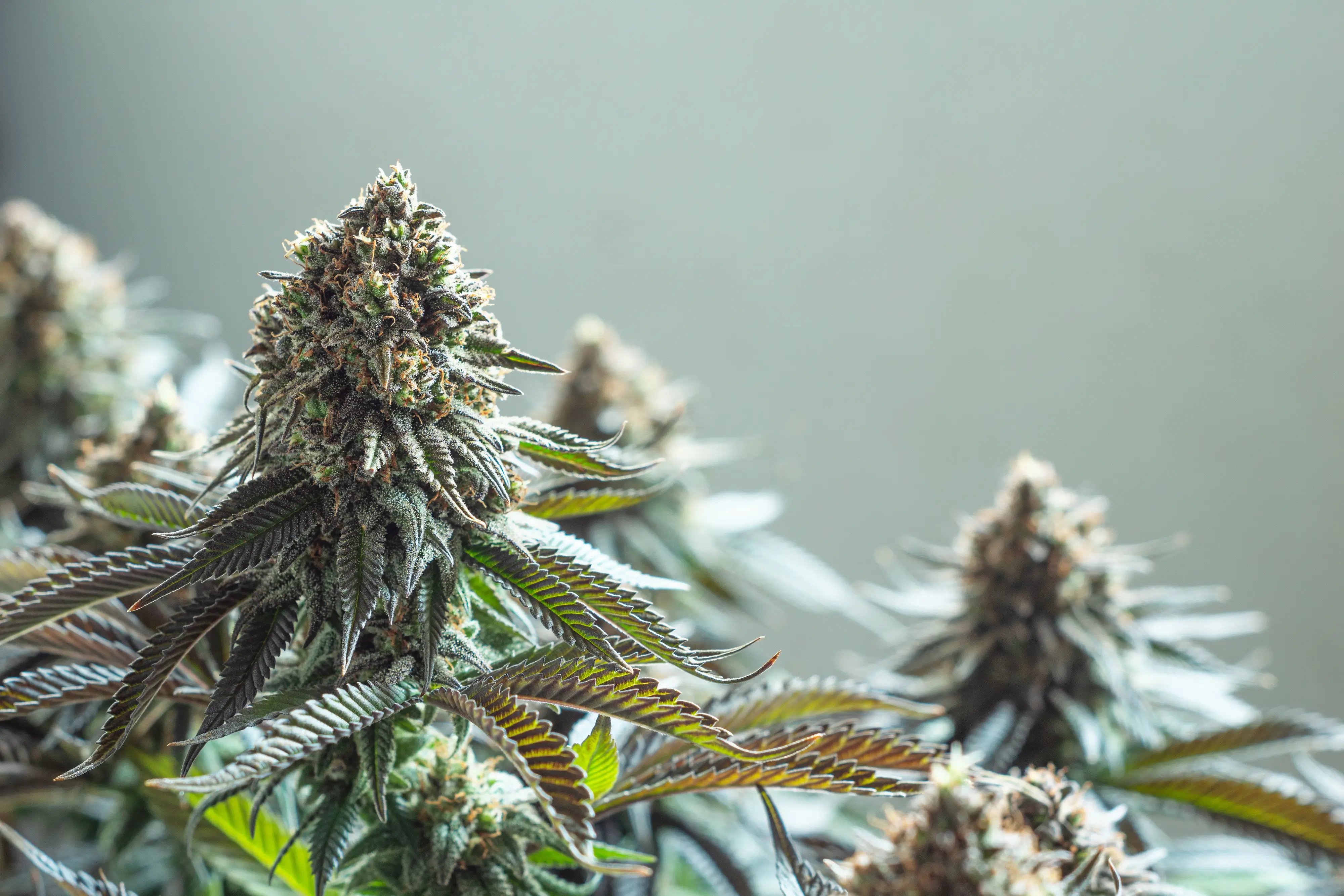 THC vs. CBD: What’s the Difference?