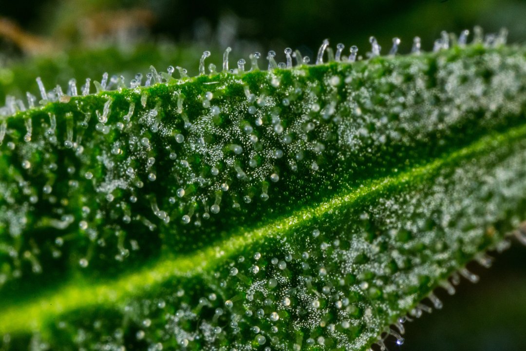 cannabis trichomes macro shot