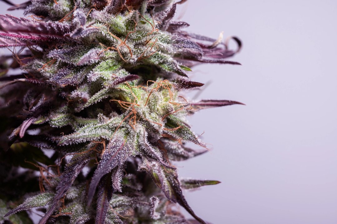 macro of cannabis trichomes on a purple flower