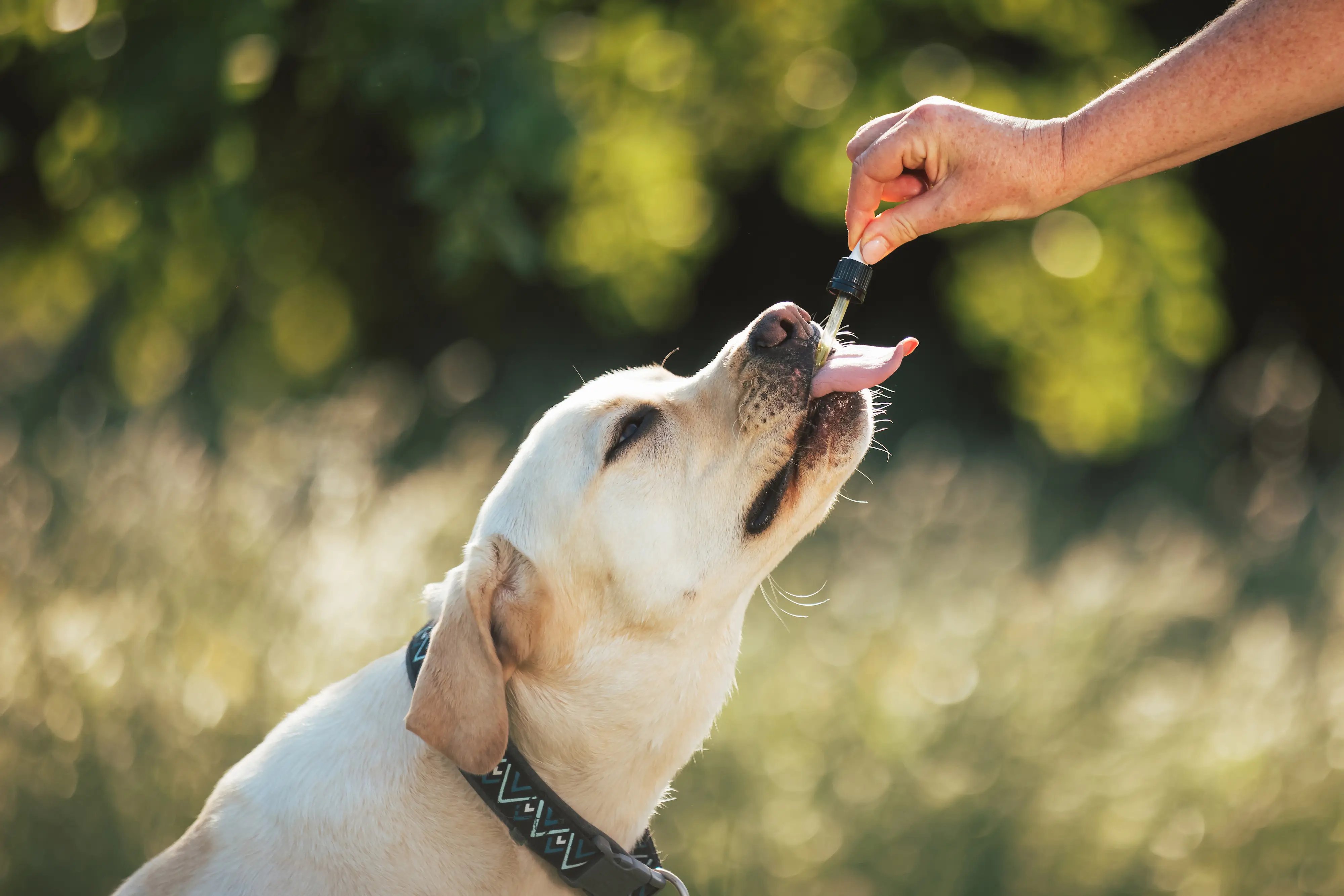 Is CBD Safe for Dogs?