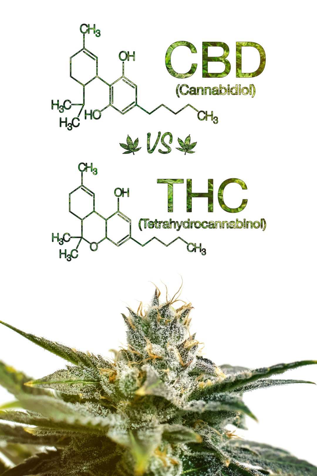 cannabinoids thc and cbd comparison