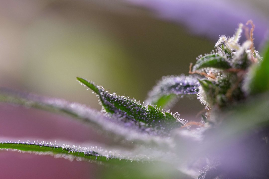 cannabis plant up close