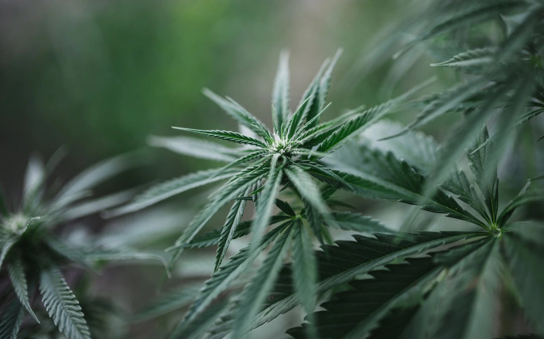 cannabis plant; close-up of leaves