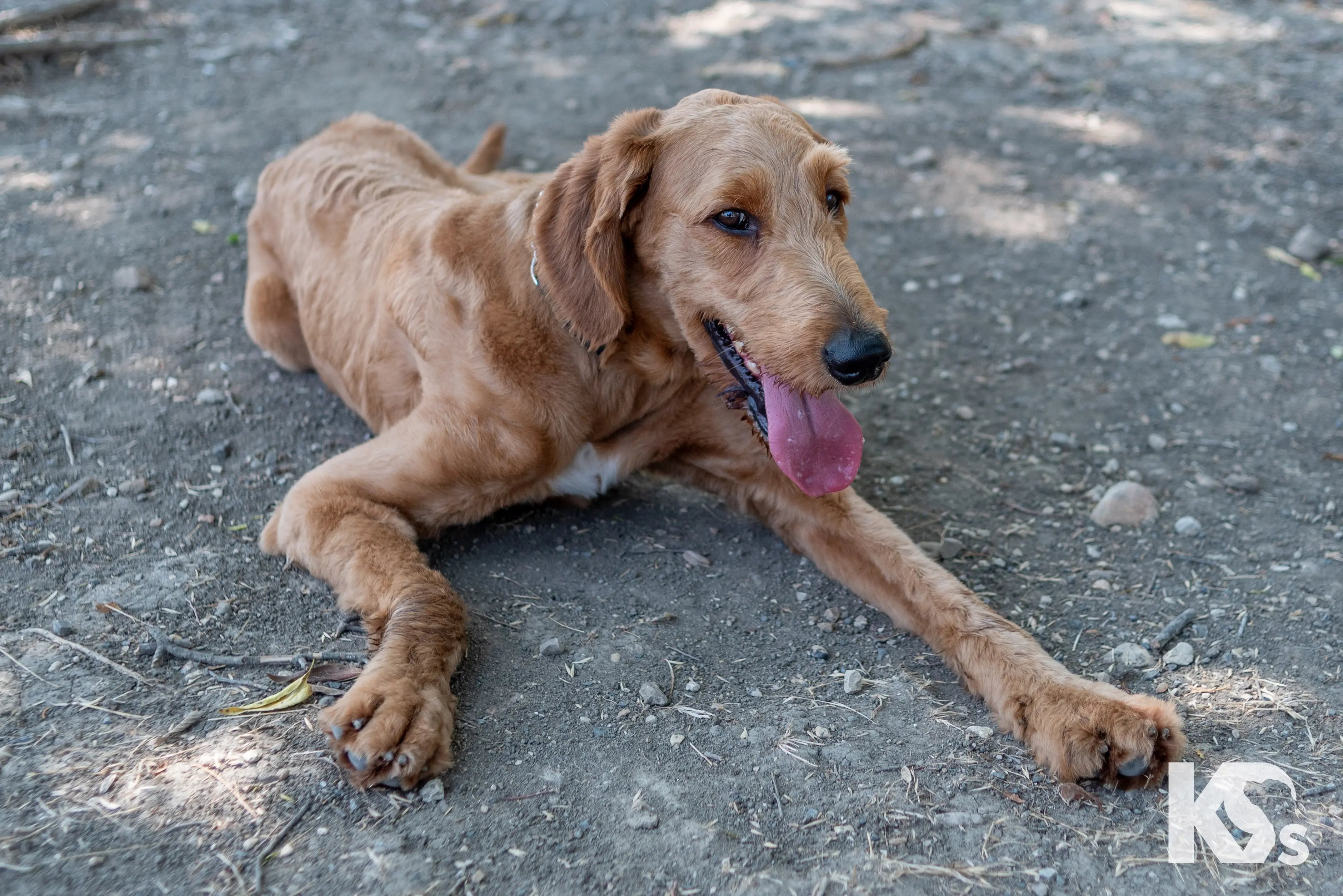 Meet Delta Dog, Our Veteran Service Pup