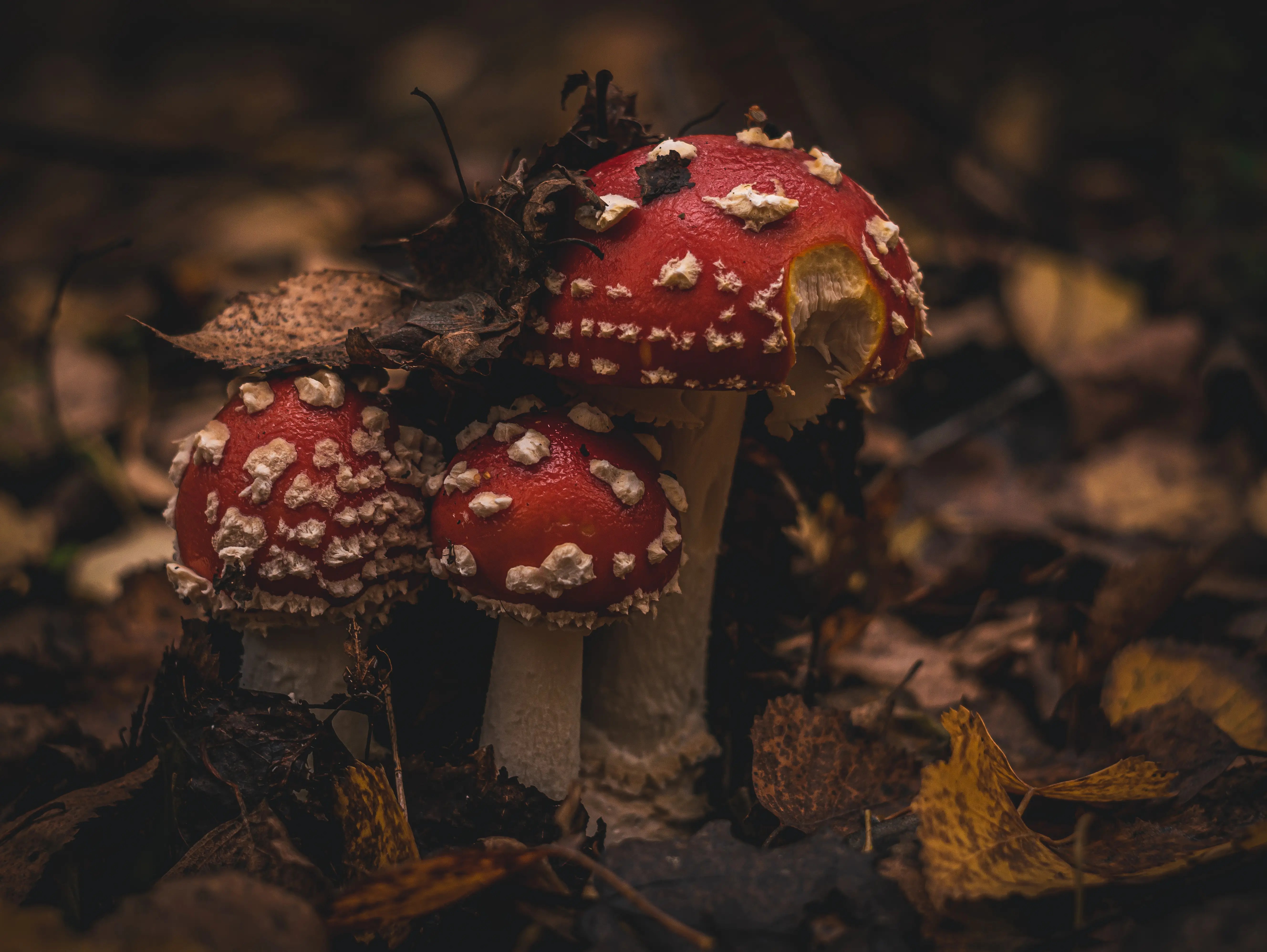 Does Amanita Muscaria Make You Trip?