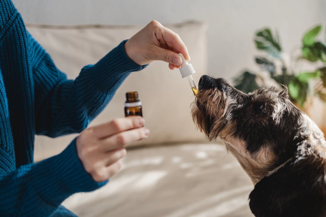 woman feeding her dog a cbd tincture