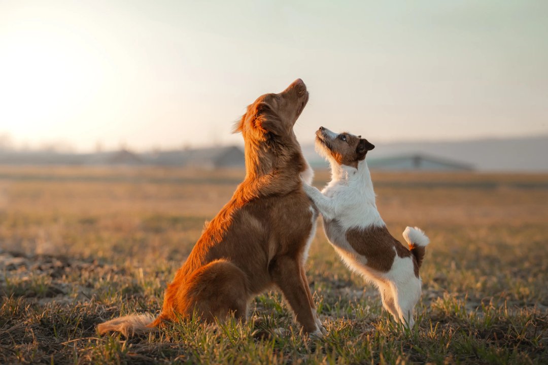 one big dog breed and one small dog breed, different weights of dog example