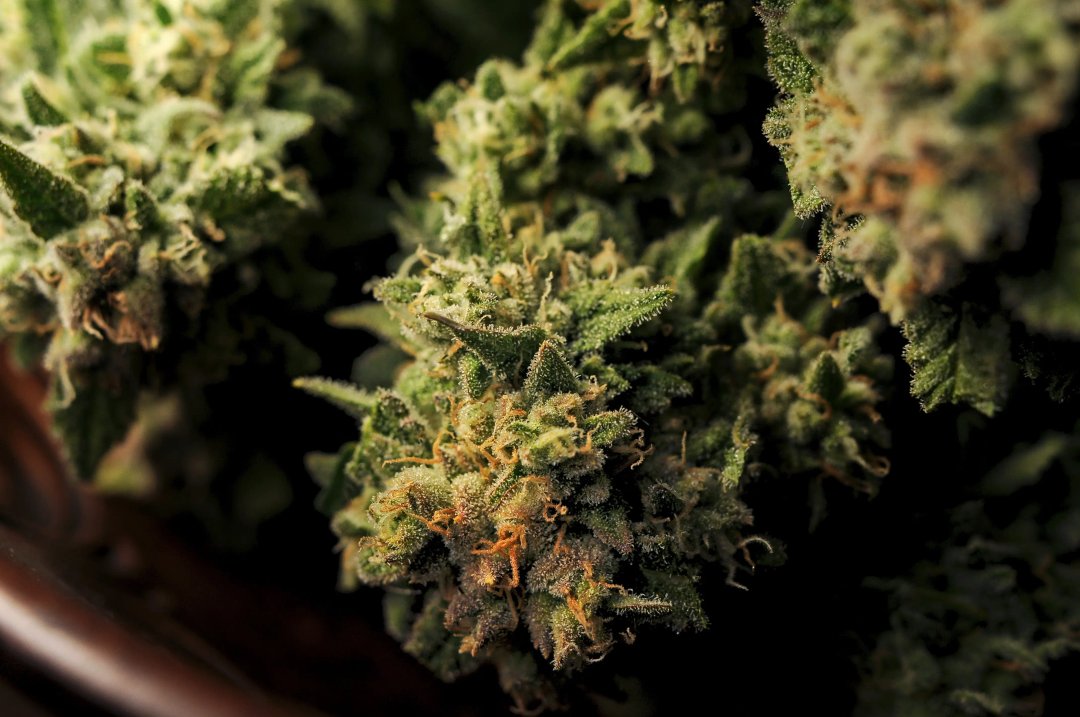 Drying natural marijuana flowers closeup. Cannabis growing, harvest time. Trimmed weed in round dish isolated on black background.