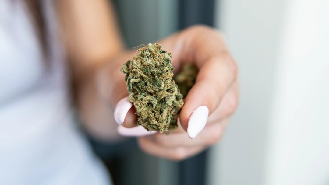 Woman's hand holding a fresh bud of cannabis, aka marijuana or weed