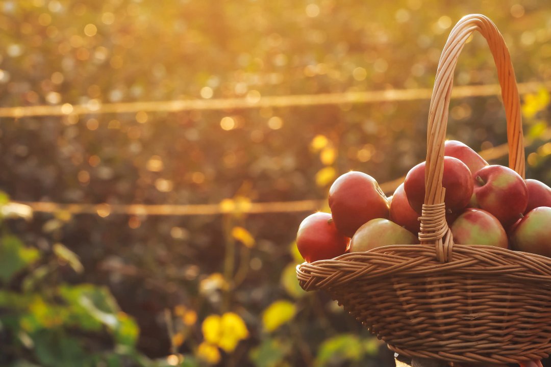 basket filled with crisp gala apples