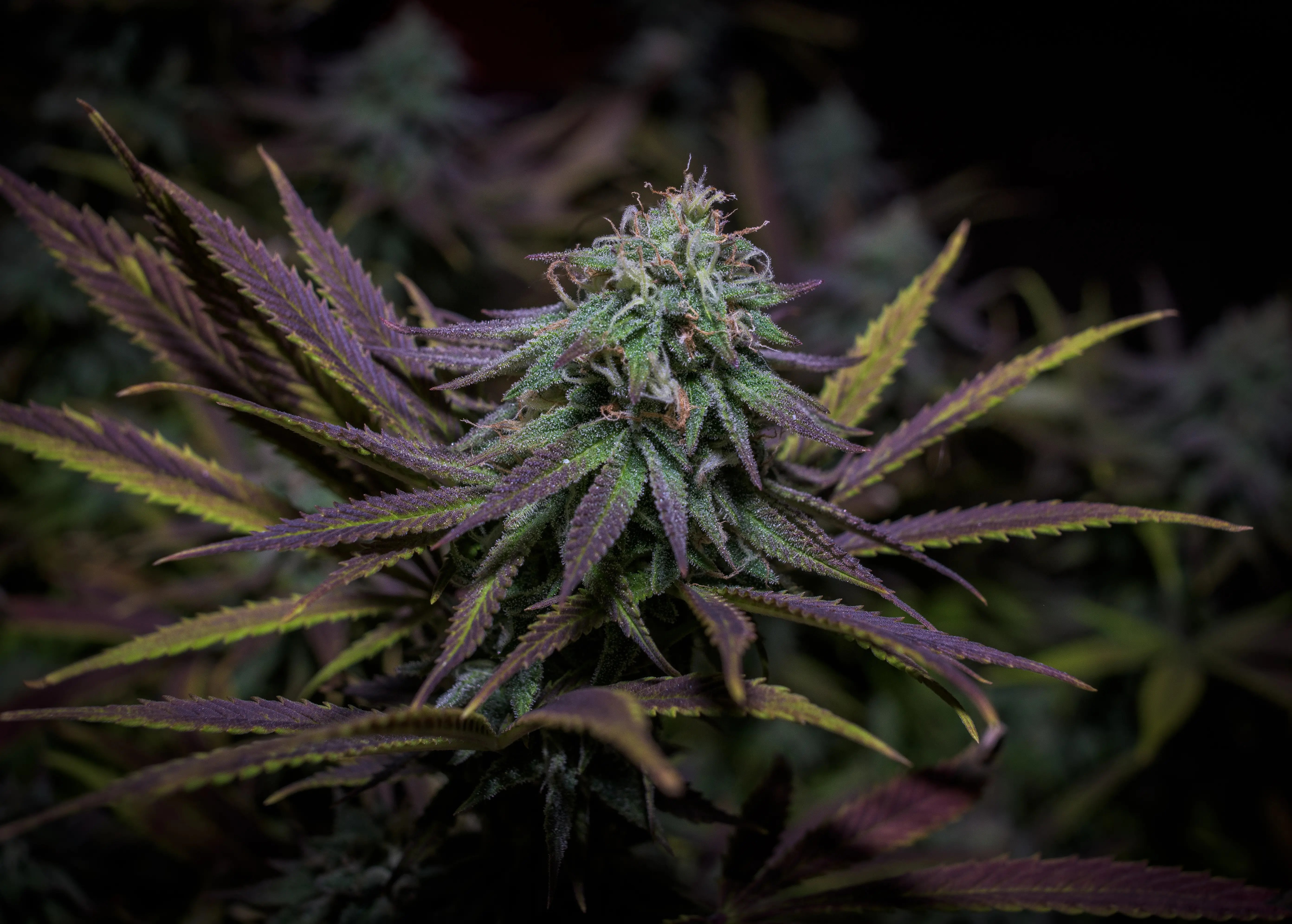 Strain Spotlight: Granddaddy Purple