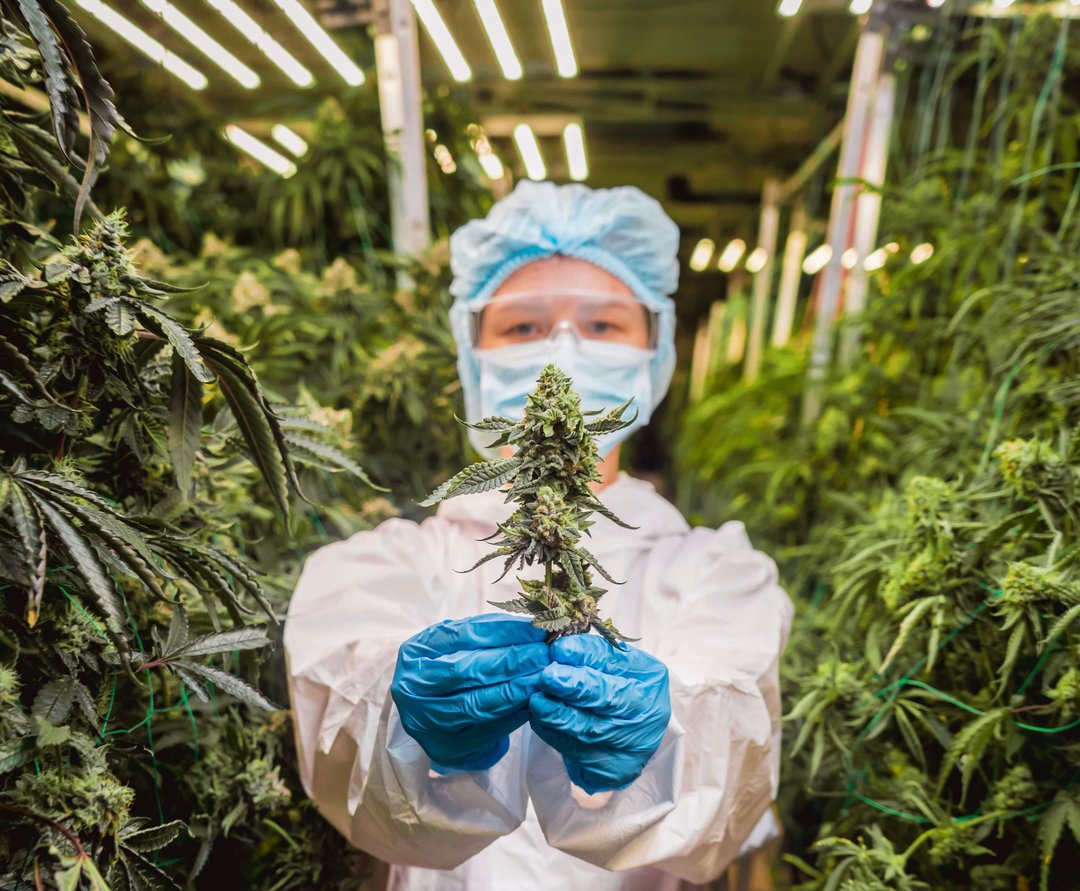 scientist presenting cannabis in a greenhouse