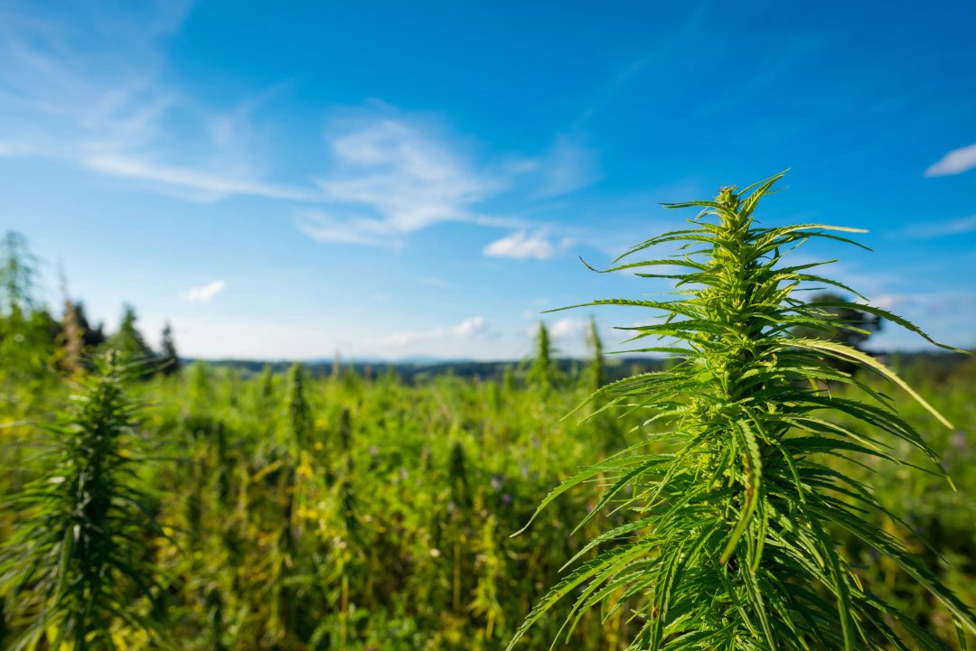 hemp farm with closeup cannabis flower