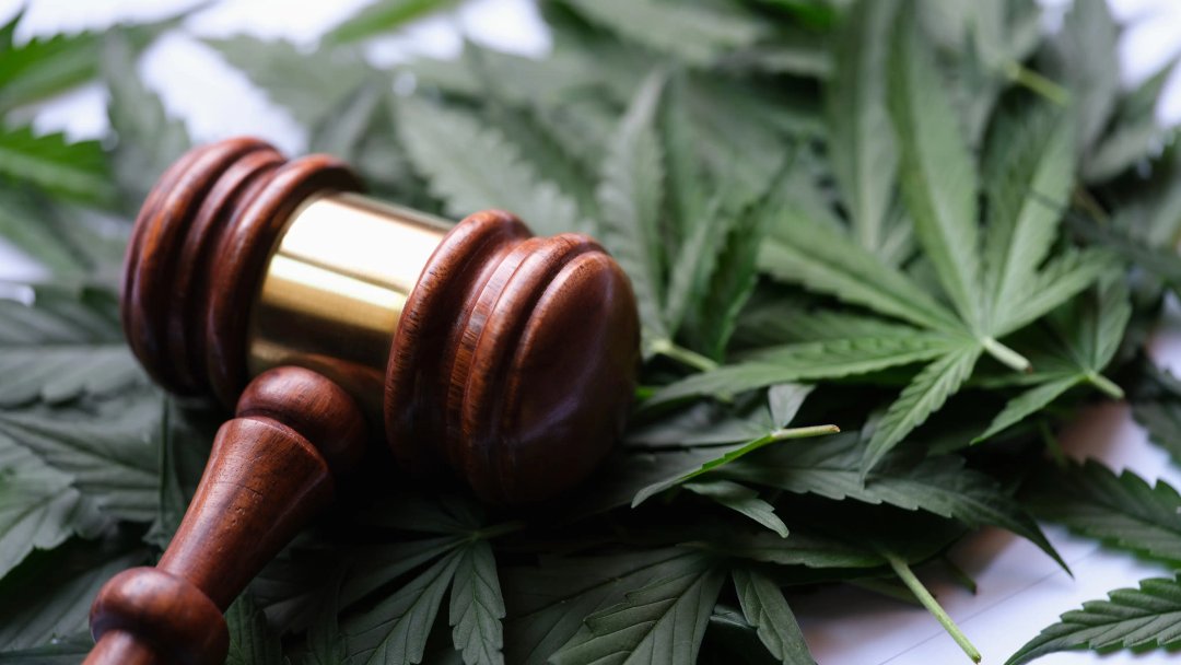 judge's gavel on cannabis leaves to indicate legality