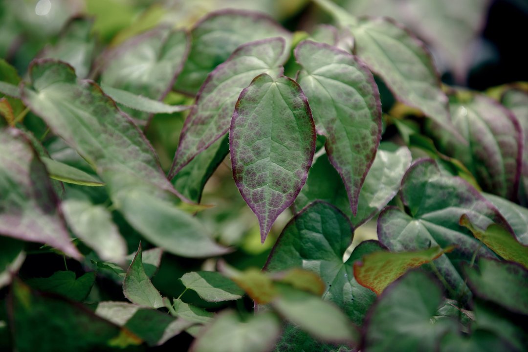 leaves of an epimedium plant