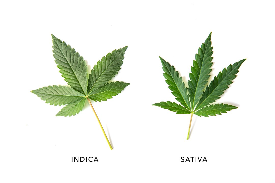 indica vs sativa leaf differences