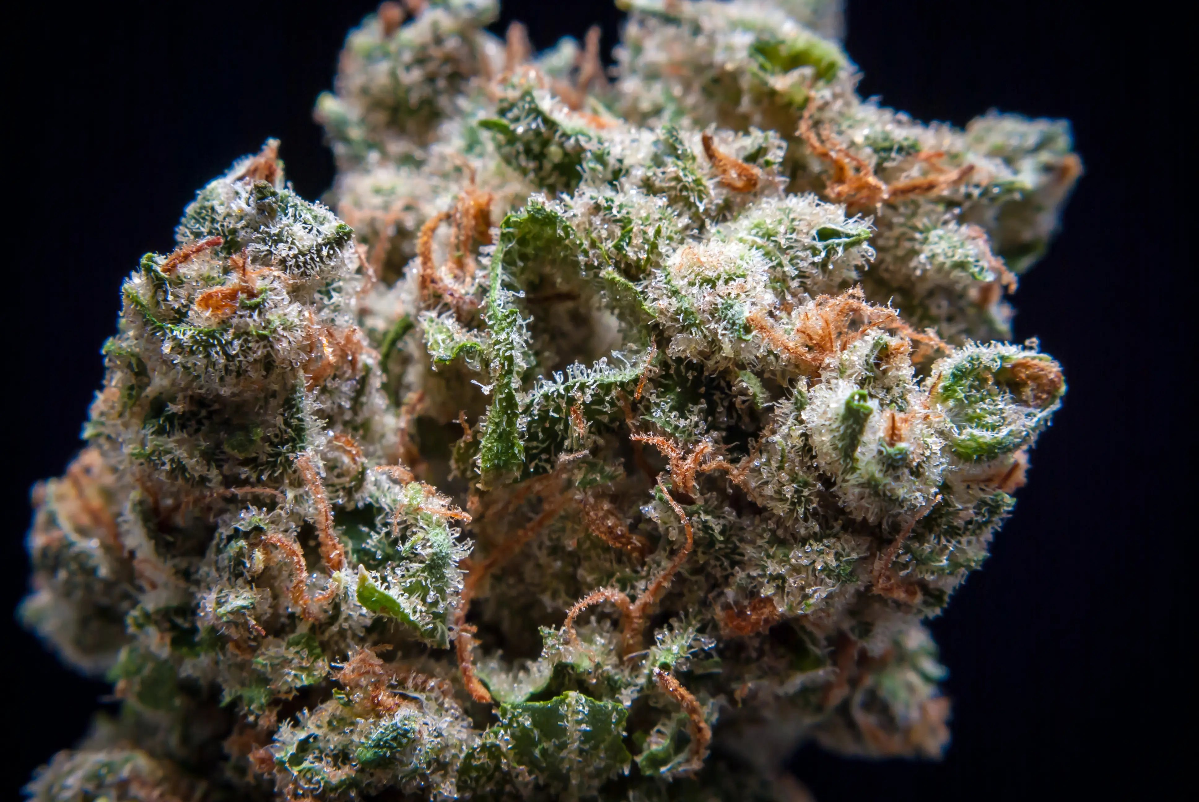 Strain Spotlight: Jack Herer