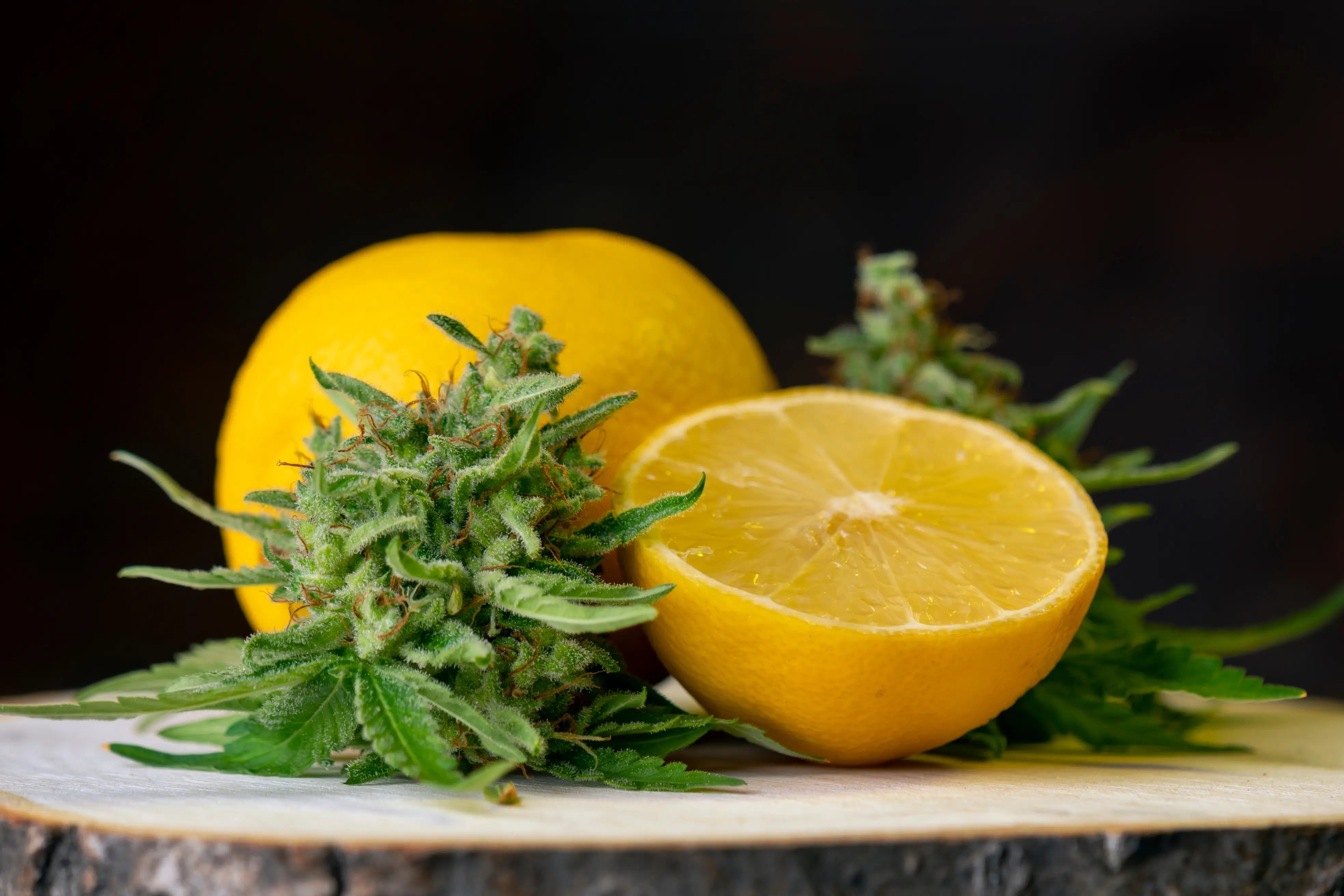 What are Terpenes? Understanding the Essence of Cannabis