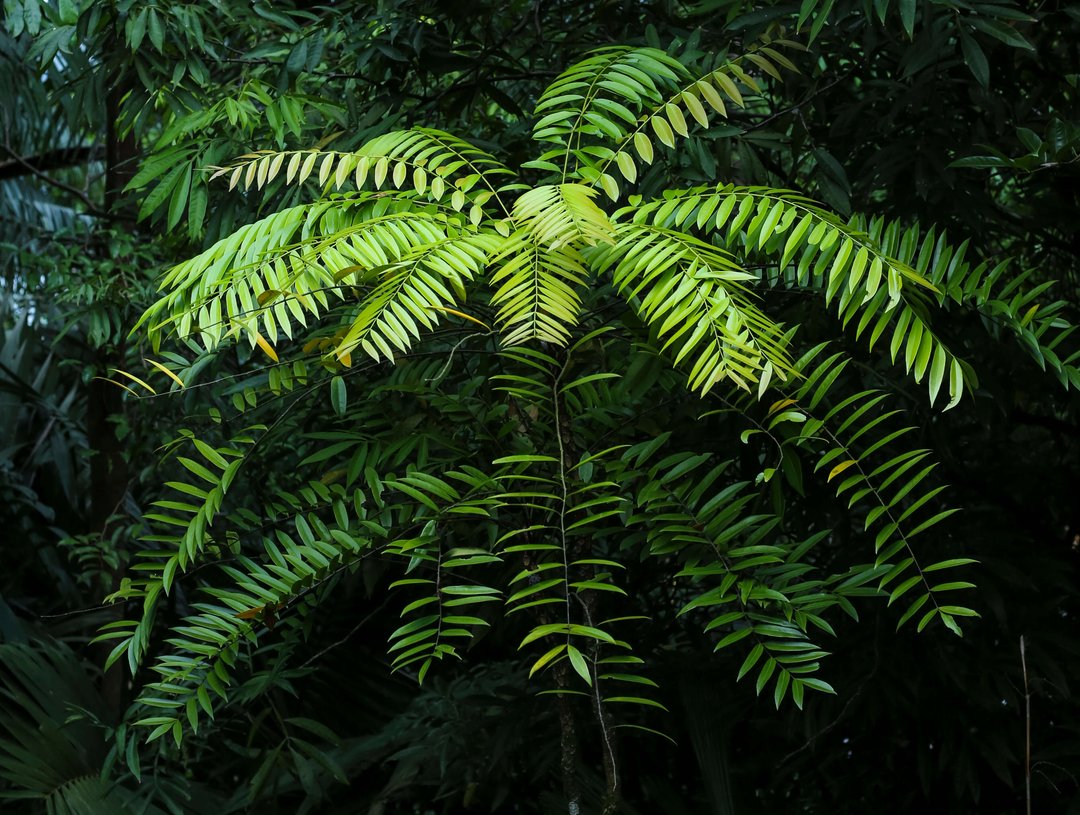 longjack plant. full, green leaves grow in a wooded area