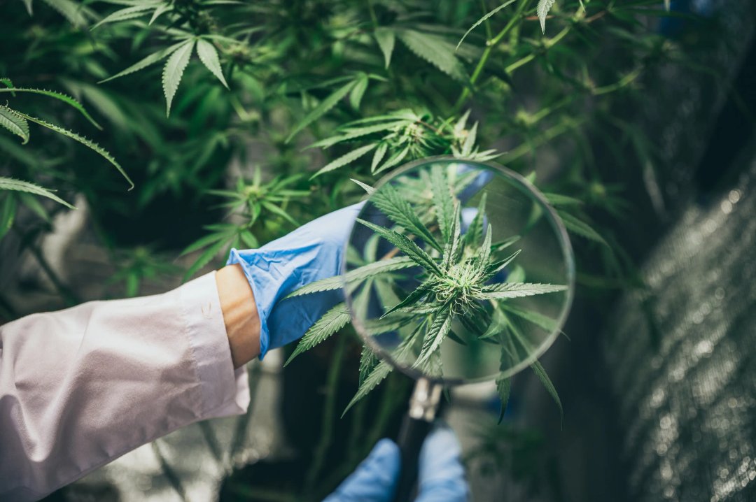 magnifying glass inspecting a cannabis plant