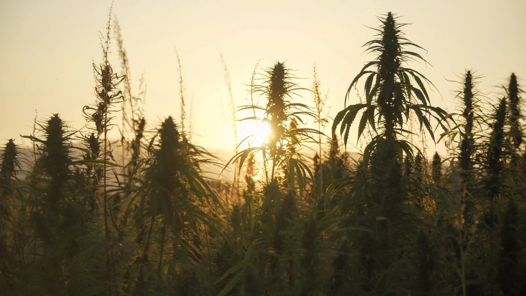 Silhouette of marijuana plants at outdoor cannabis farm field in sunset and sun behind plants. Hemp plants used for CBD and health