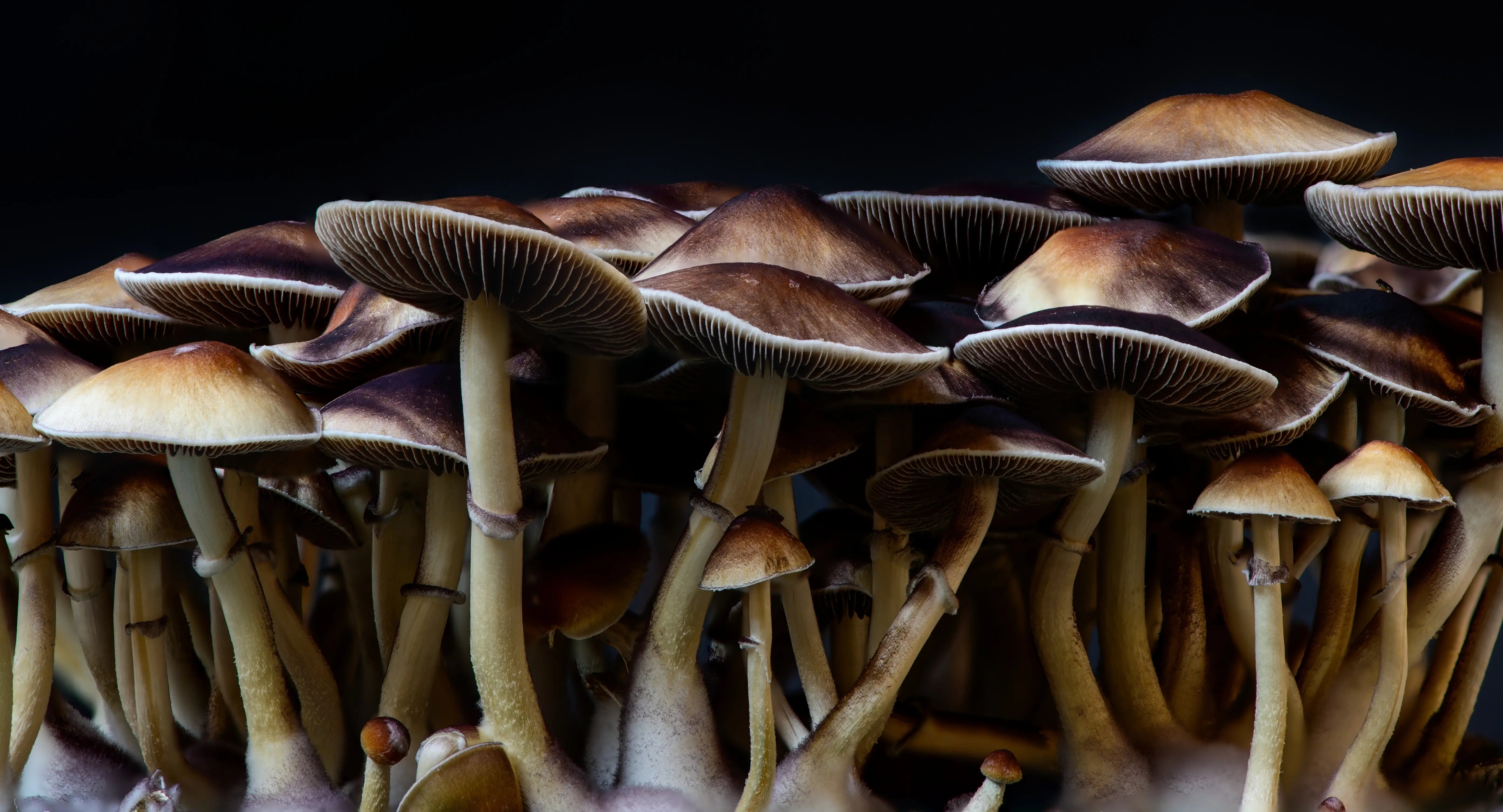 The Fungal Revolution: Discovering the Cognitive Benefits of Nootropic Mushrooms