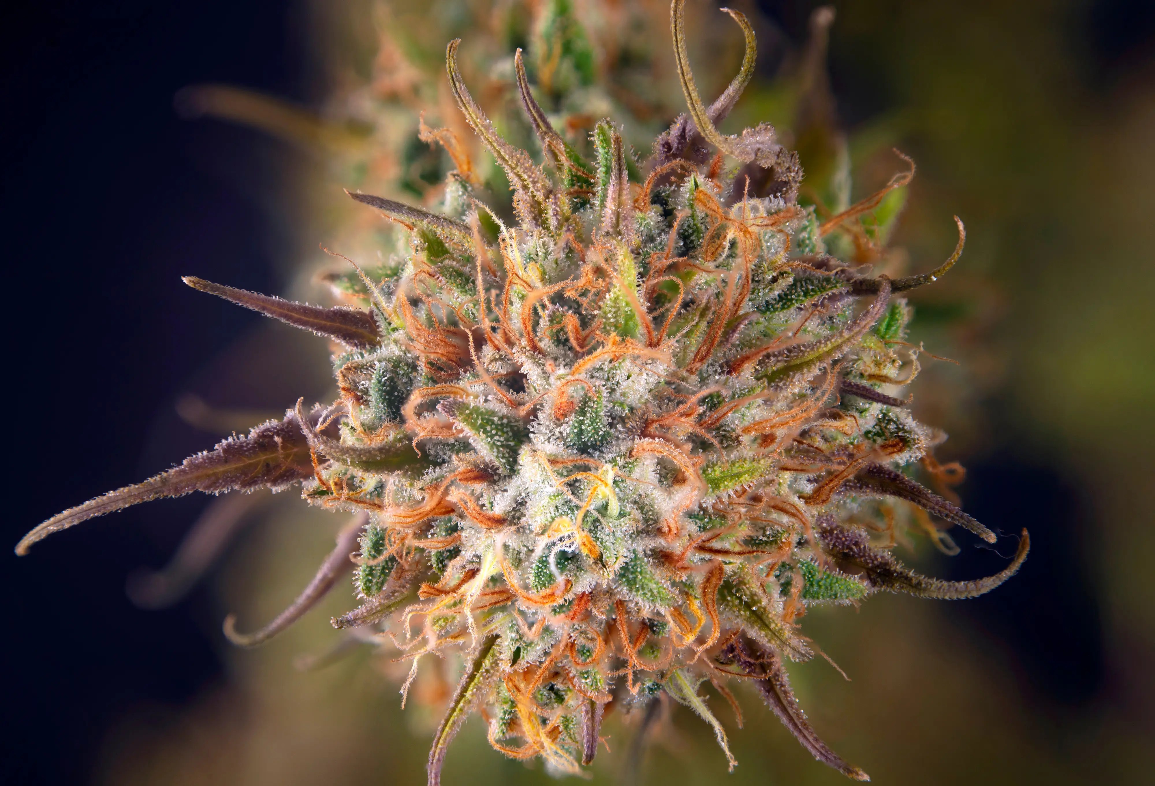 Strain Spotlight: Pink Panther