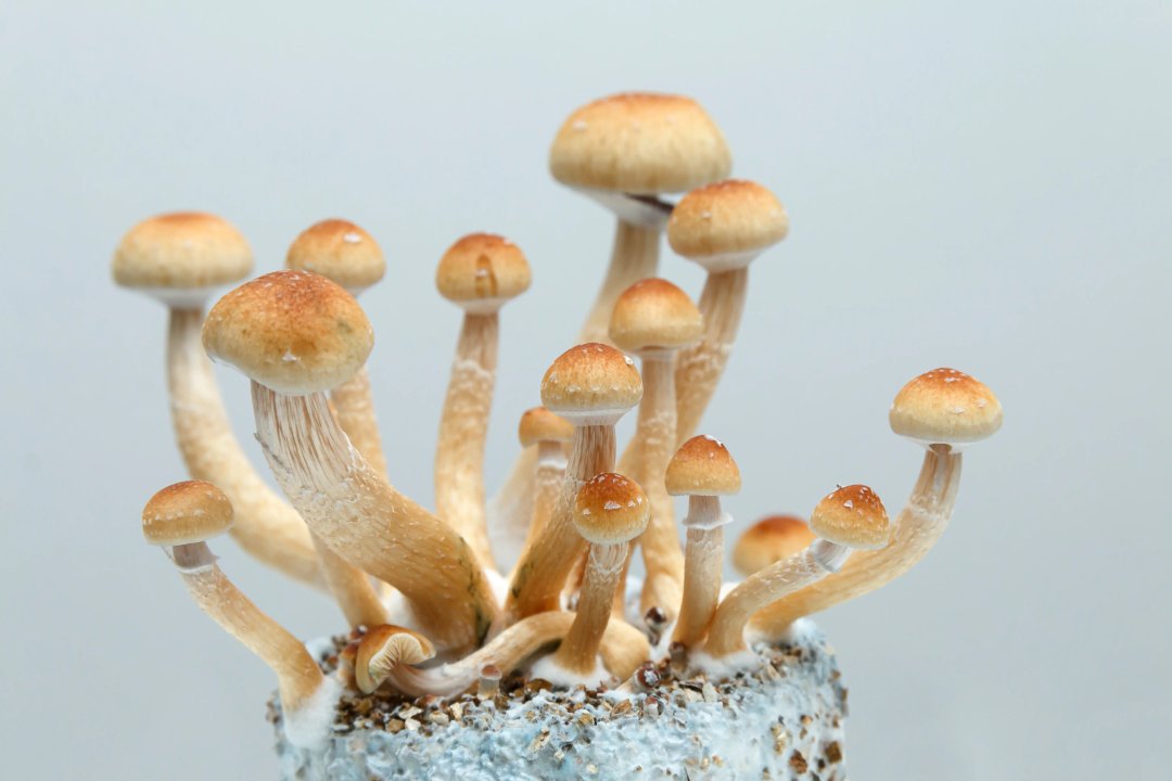 psilocybin mushrooms