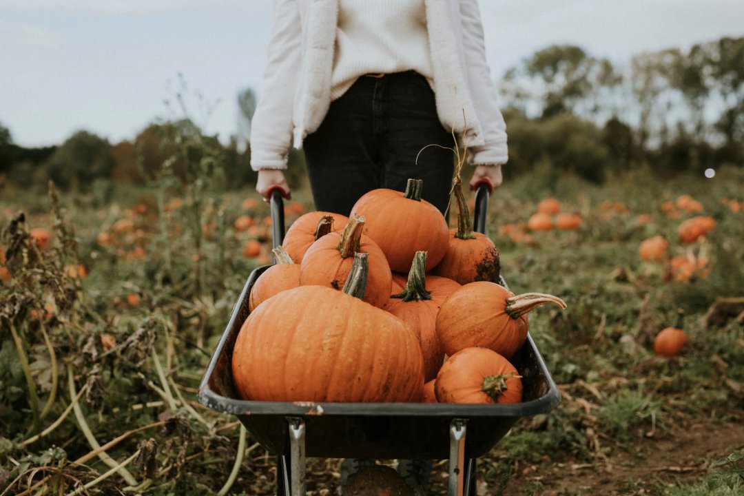 woman walking through a pumpkin patch