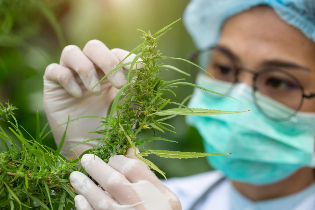 scientist investigating a cannabis bud