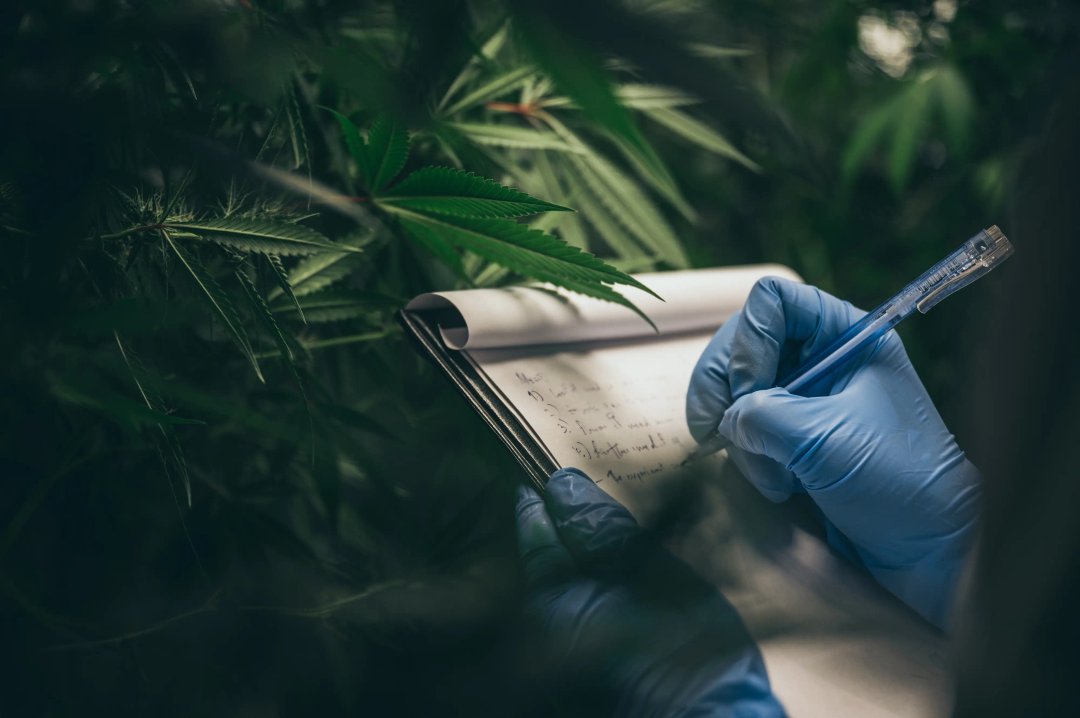 scientist checking on organic cannabis hemp plants in a weed greenhouse.