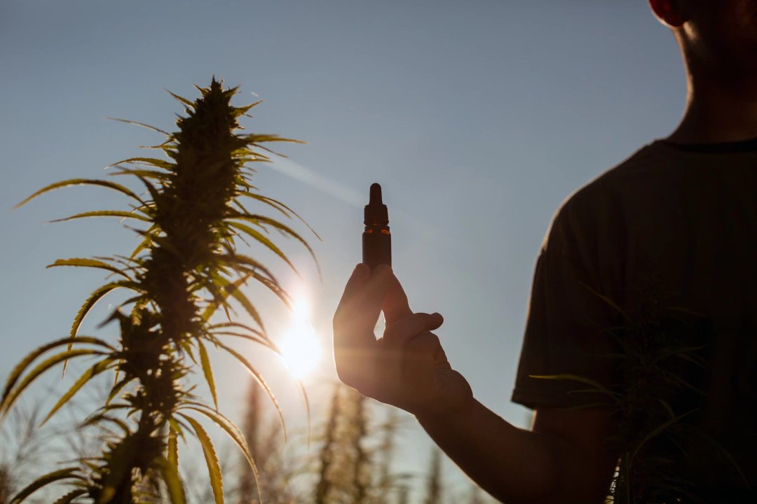 tincture next to a cannabis plant