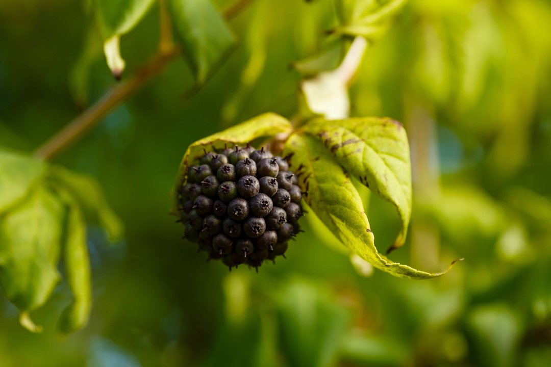 siberian gingseng shrub, black bulb of berries