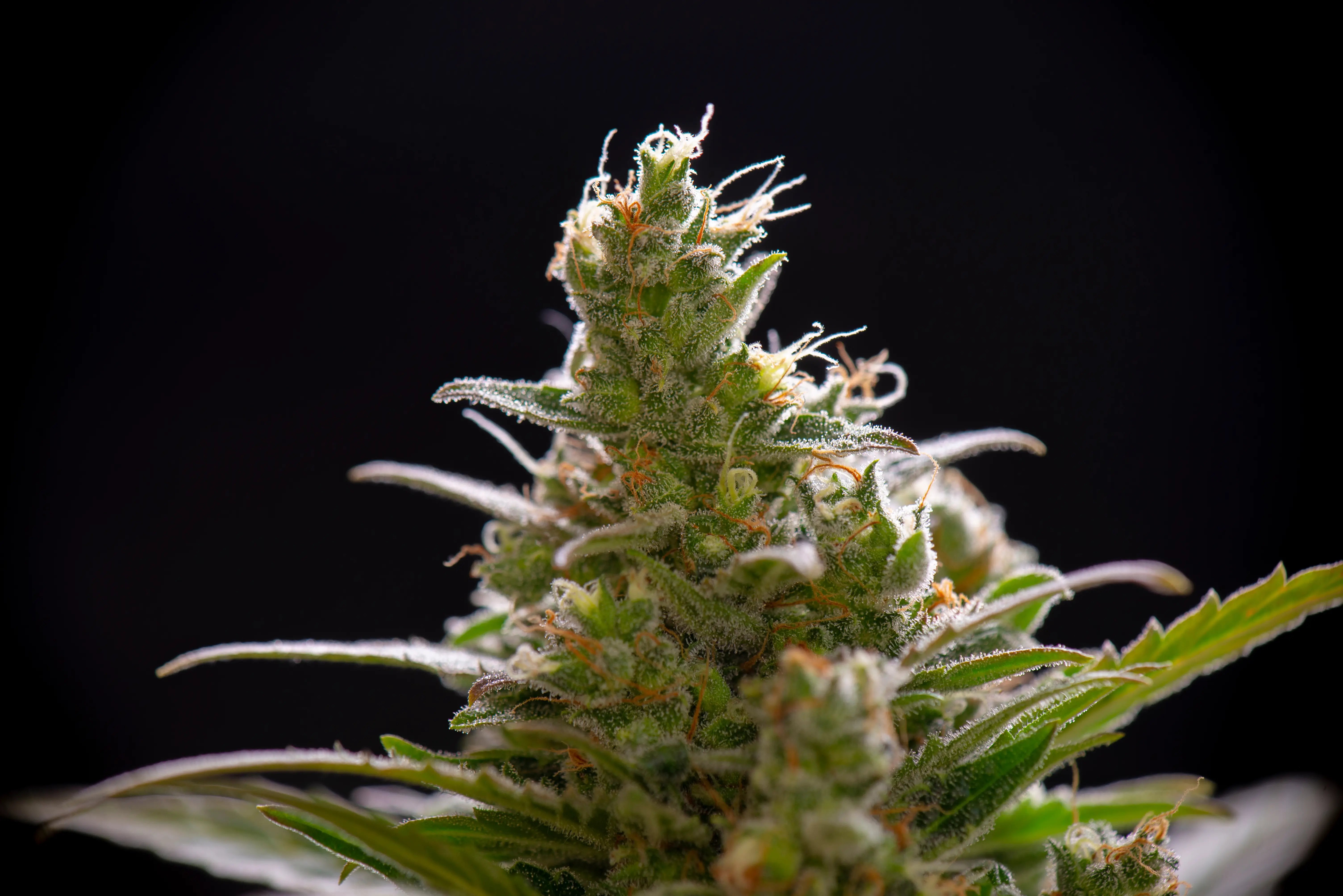 Strain Spotlight: Sour Diesel