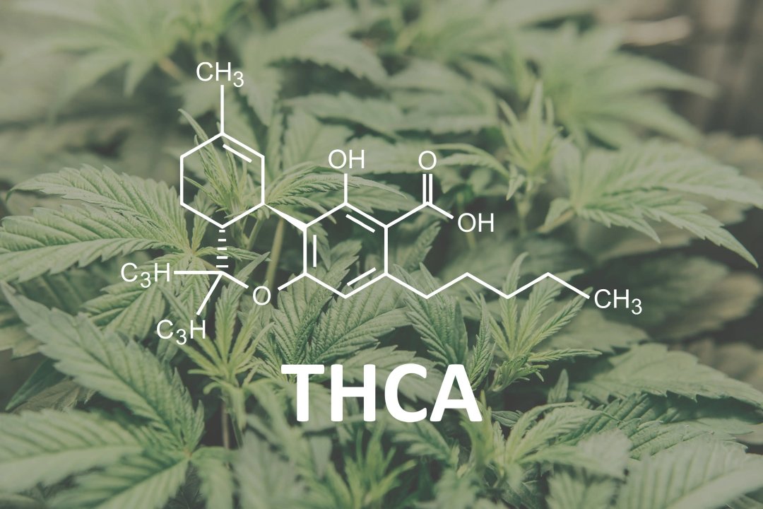 diagram of the THC-A diagram on a background of cannabis plants