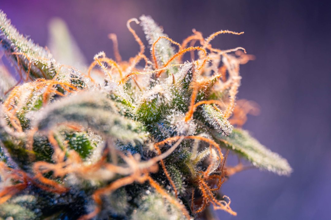 cannabis sticky buds in resin and trichomes