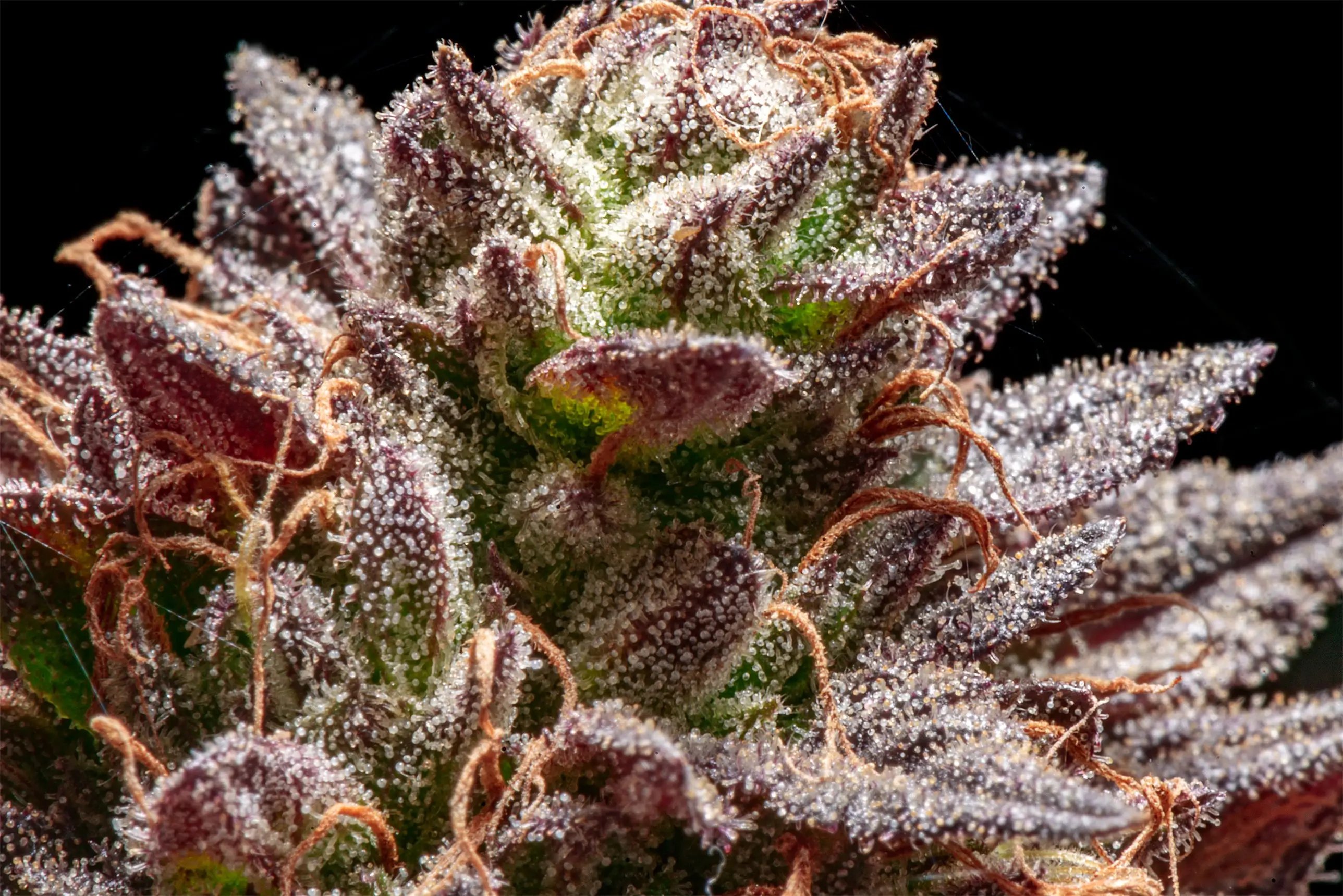 What Are Cannabis Trichomes?