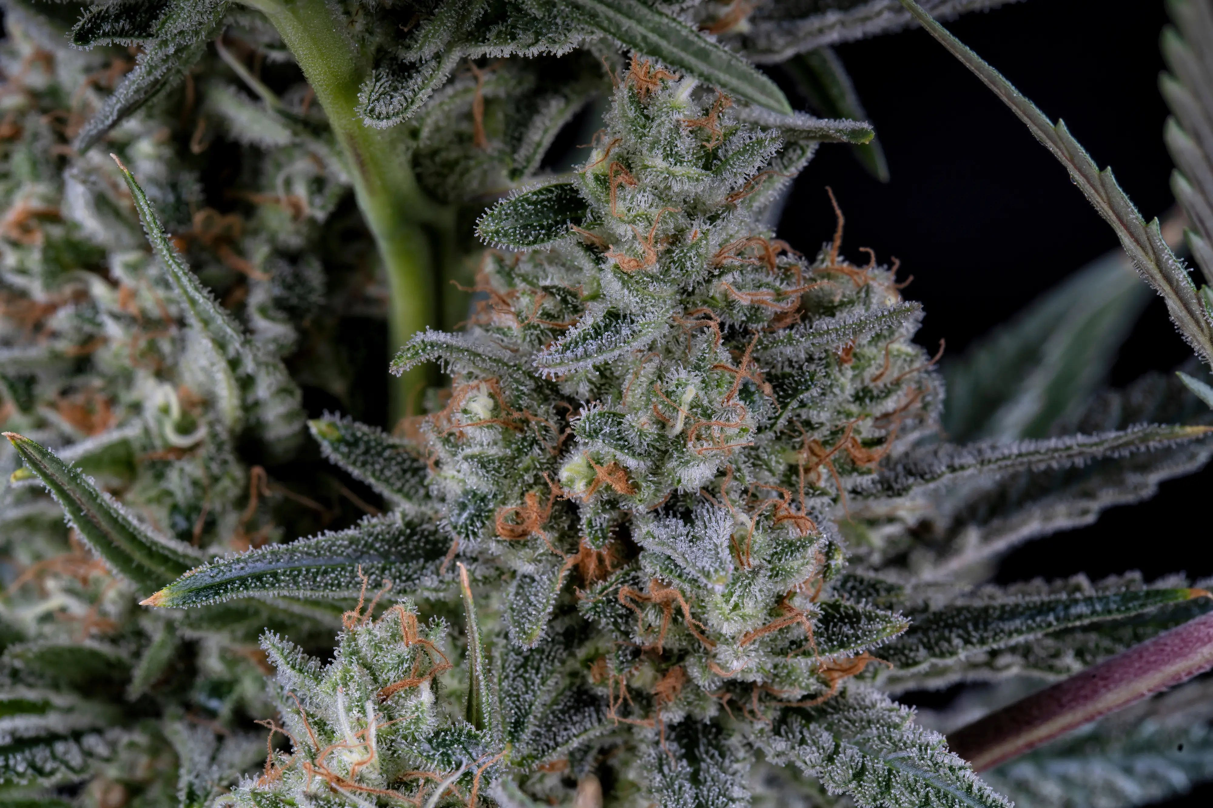 Strain Spotlight: White Widow