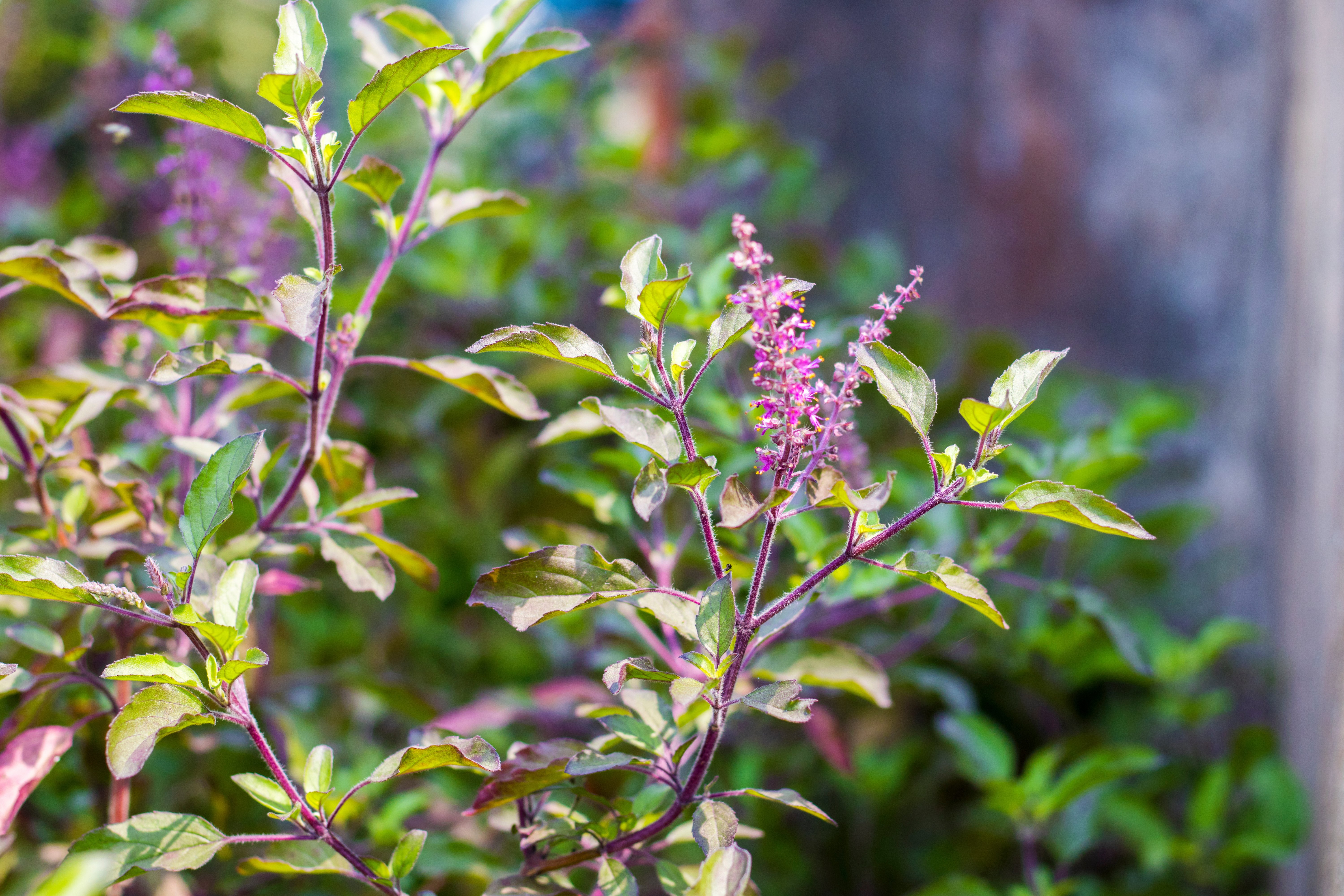 Holy Basil The Queen of Herbs Benefits Effects Uses